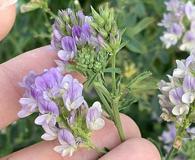 Medicago sativa