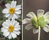 Melampodium leucanthum