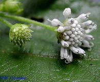 Melanthera nivea