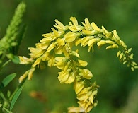 Melilotus officinalis