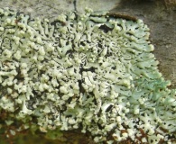 Menegazzia terebrata