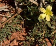 Menodora heterophylla