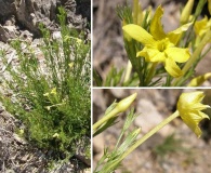 Menodora longiflora