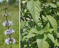 Mentha arvensis