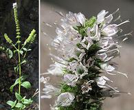 Mentha spicata