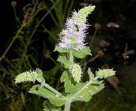 Mentha suaveolens