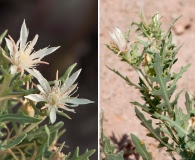 Mentzelia humilis