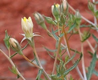 Mentzelia integra