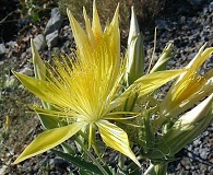 Mentzelia laevicaulis