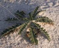 Mentzelia pumila