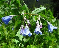 Mertensia bella