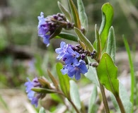 Mertensia brevistyla