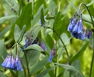 Mertensia campanulata