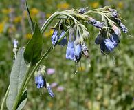 Mertensia ciliata