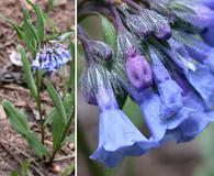 Mertensia lanceolata