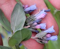 Mertensia longiflora