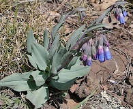 Mertensia macdougalii