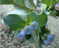 Mertensia maritima