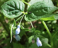 Mertensia platyphylla