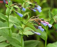 Mertensia umbratilis