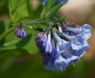 Mertensia virginica