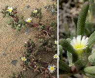 Mesembryanthemum nodiflorum