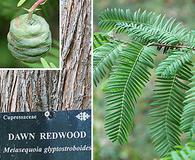 Metasequoia glyptostroboides