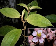 Miconia xalapensis