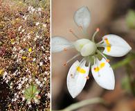 Micranthes ferruginea