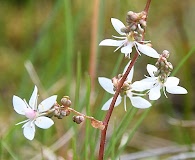 Micranthes foliolosa