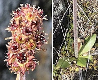 Micranthes hieraciifolia