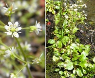 Micranthes marshallii