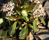 Micranthes razshivinii