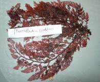 Microcladia coulteri