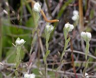 Micropus californicus