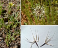 Microseris acuminata