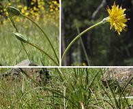 Microseris laciniata