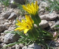 Microseris nigrescens