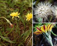 Microseris paludosa