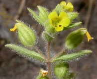 Mimetanthe pilosa