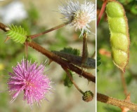 Mimosa tricephala