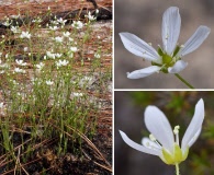 Minuartia caroliniana