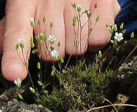 Minuartia dawsonensis