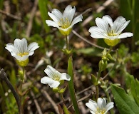 Minuartia drummondii