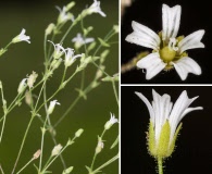 Minuartia muscorum