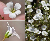 Minuartia uniflora