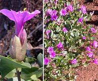 Mirabilis multiflora