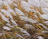 Miscanthus sacchariflorus