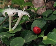 Mitchella repens