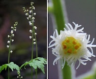 Mitella diphylla